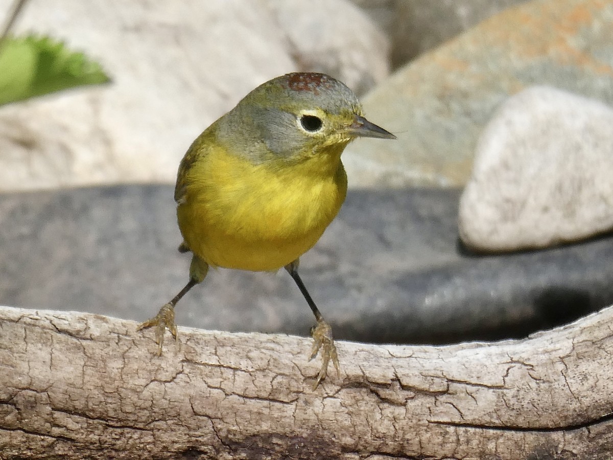 Nashville Warbler - Cathy Carroll