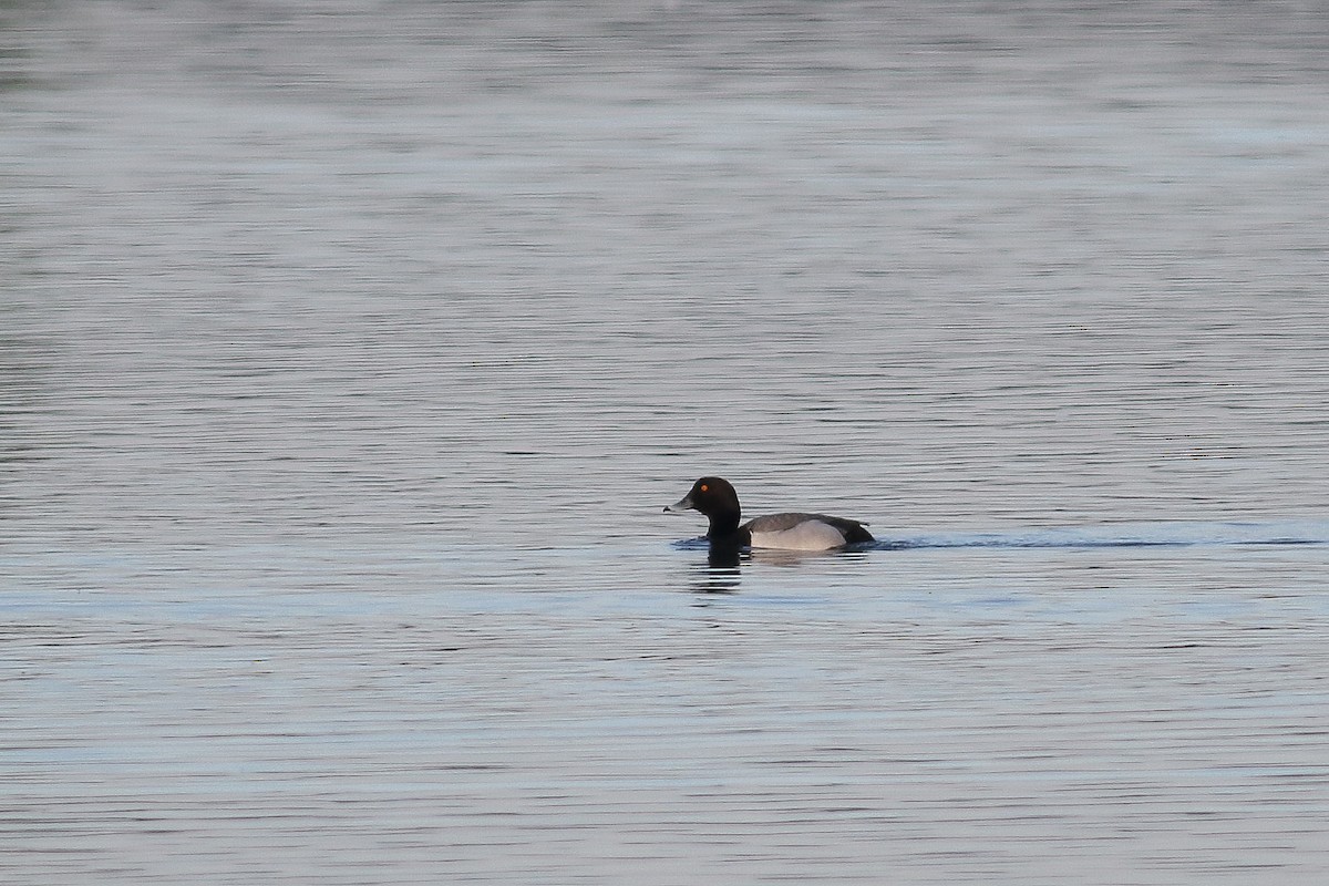 Common Pochard x Tufted Duck (hybrid) - Mateusz Łodziński