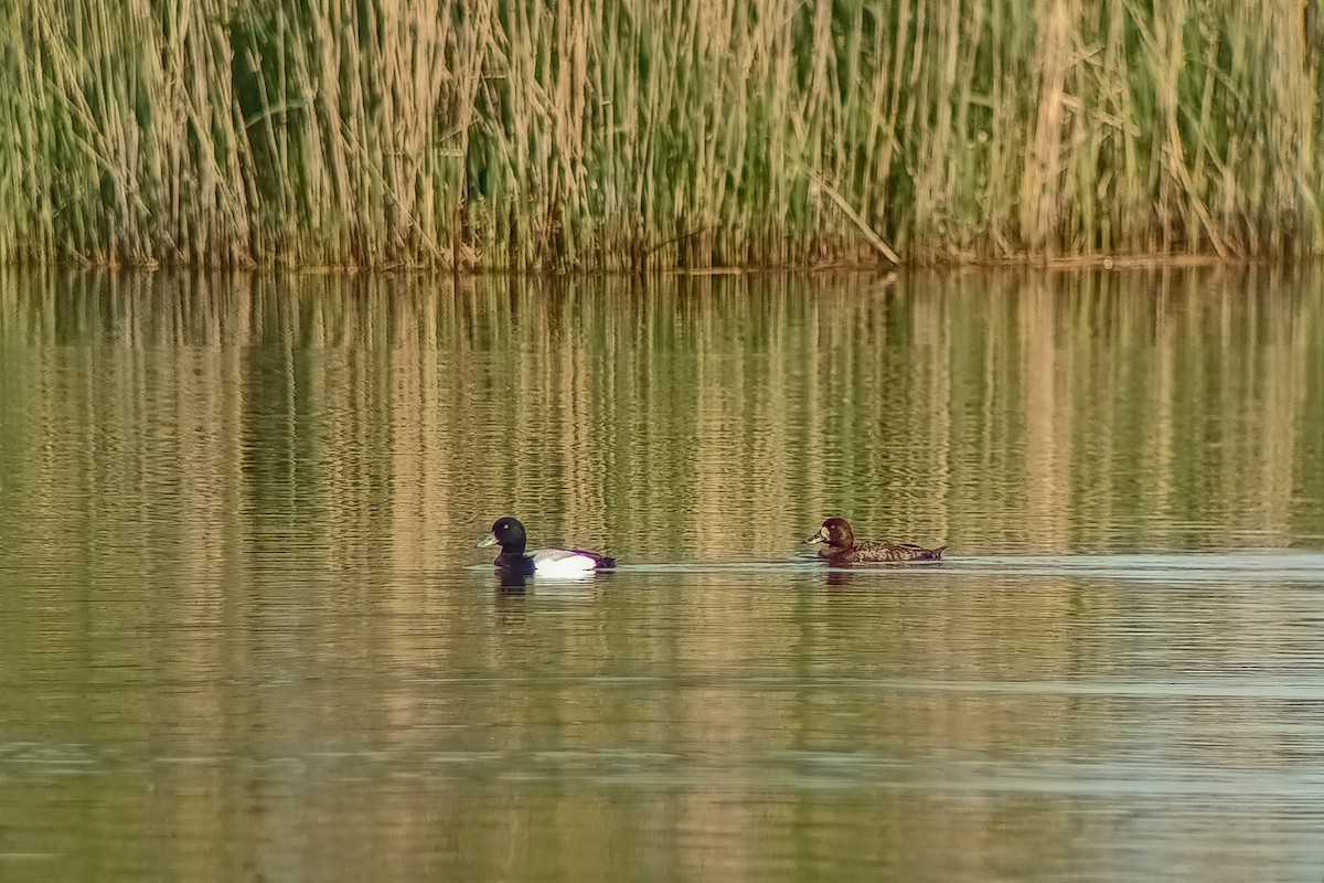 Greater Scaup - ML618377900