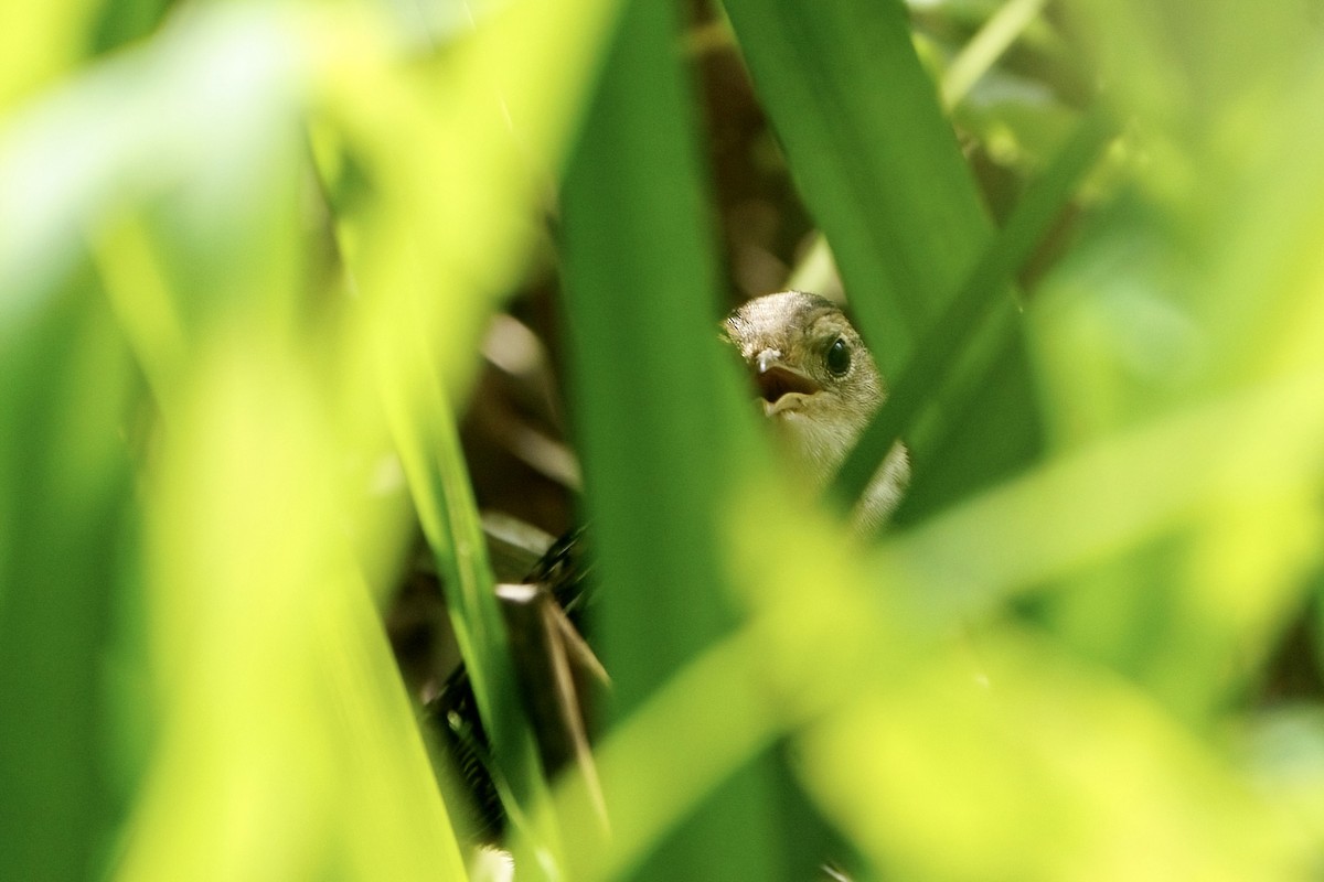 Sedge Wren - ML618377901