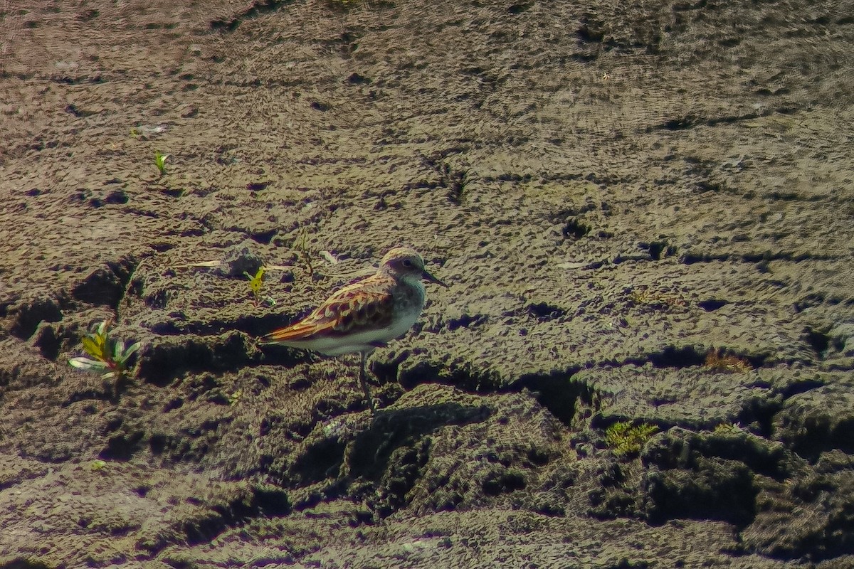 Little Stint - ML618377906