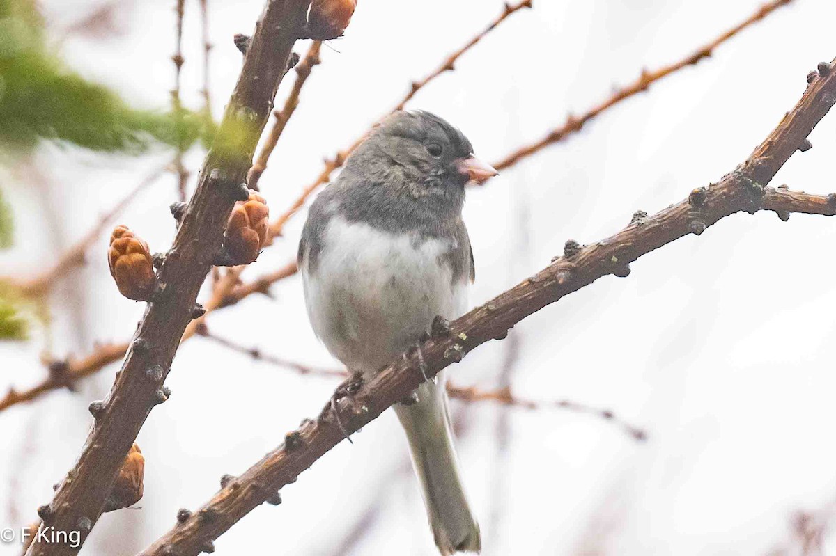 Dark-eyed Junco - Frank King