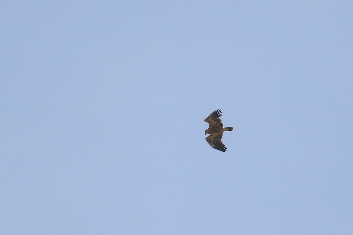 Lesser Spotted Eagle - Mateusz Łodziński