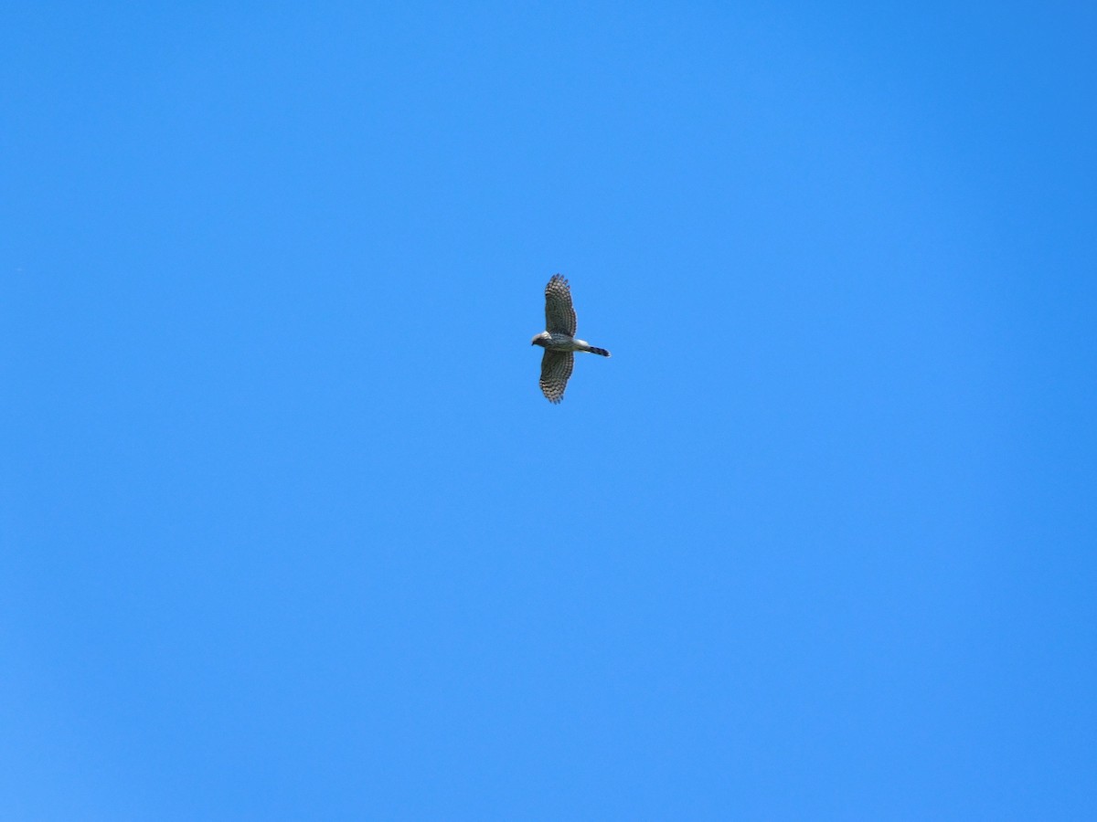 Cooper's Hawk - ML618377931