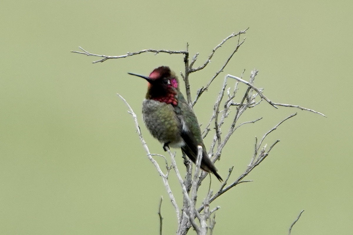 Anna's Hummingbird - Alena Capek