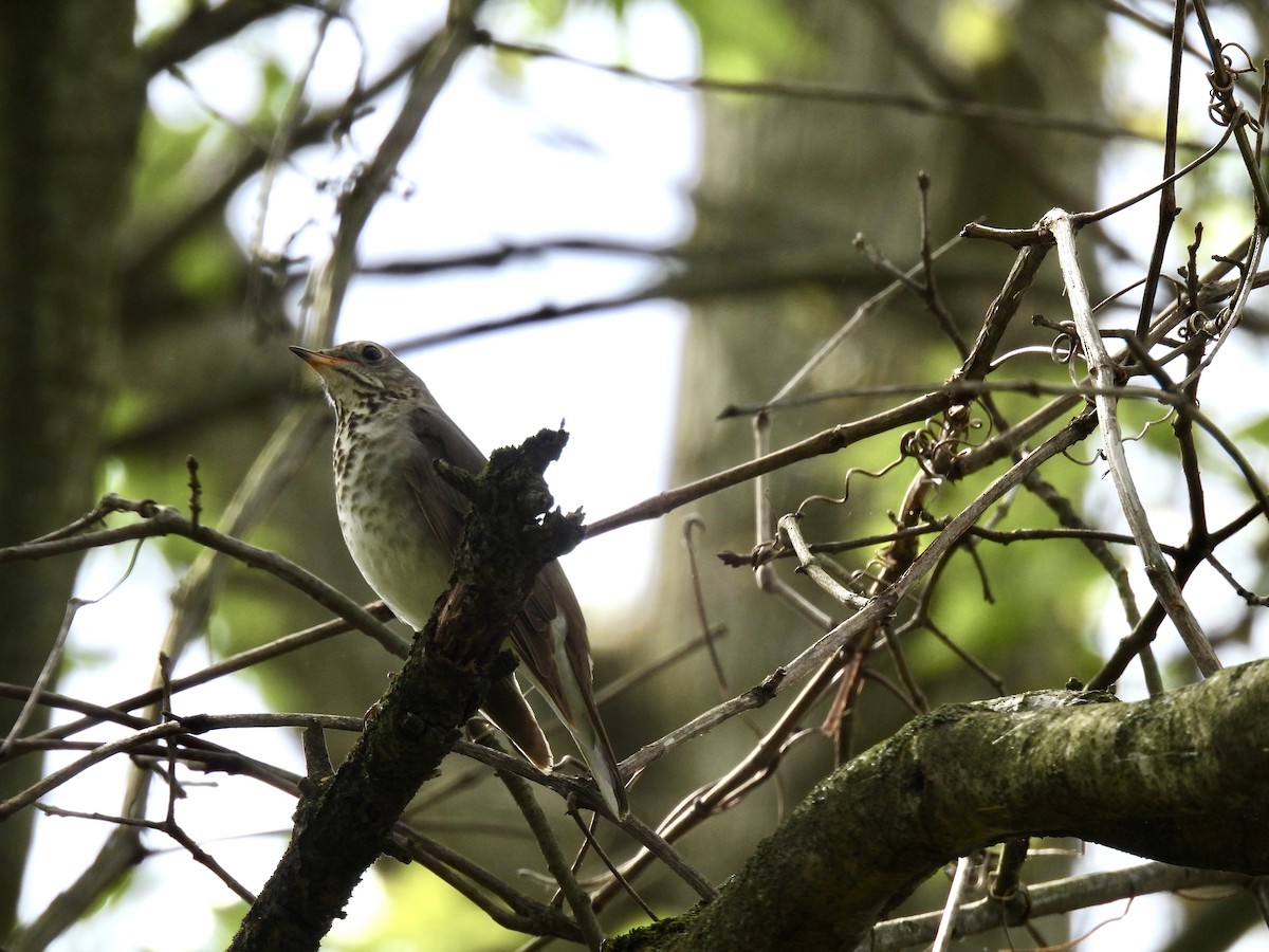 Swainson's Thrush - Corinna Honscheid