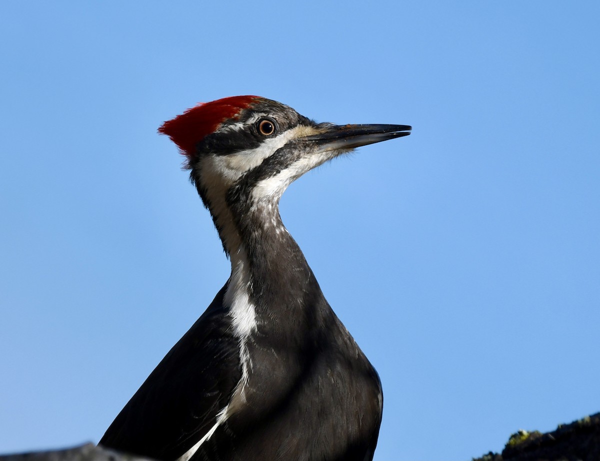 Pileated Woodpecker - David Kane