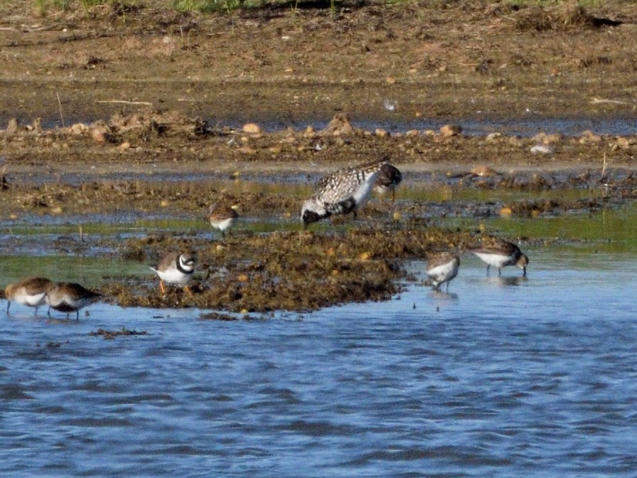 Black-bellied Plover - Andrés Turrado Ubón