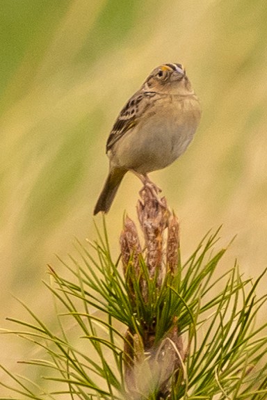 Grasshopper Sparrow - David Ammerman