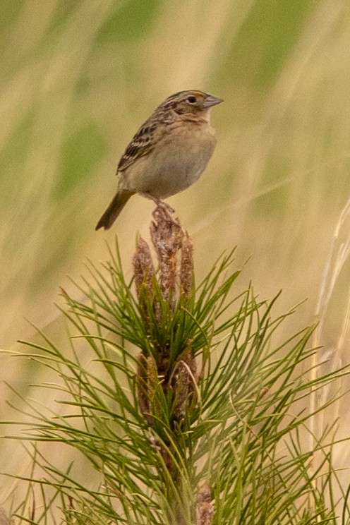 Grasshopper Sparrow - David Ammerman