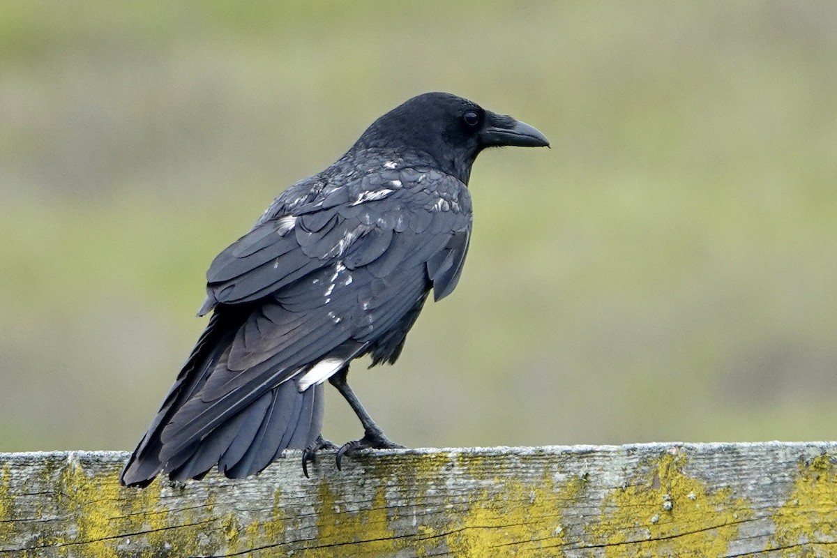 Common Raven - Alena Capek