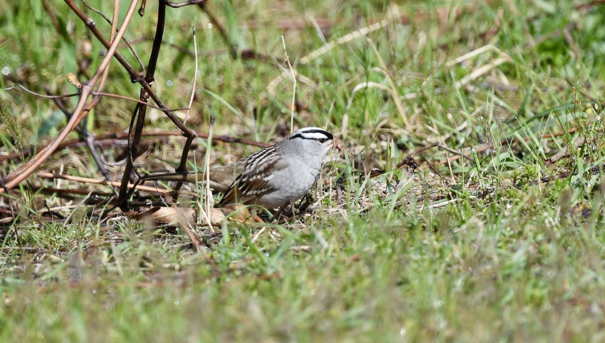 White-crowned Sparrow - David Kane