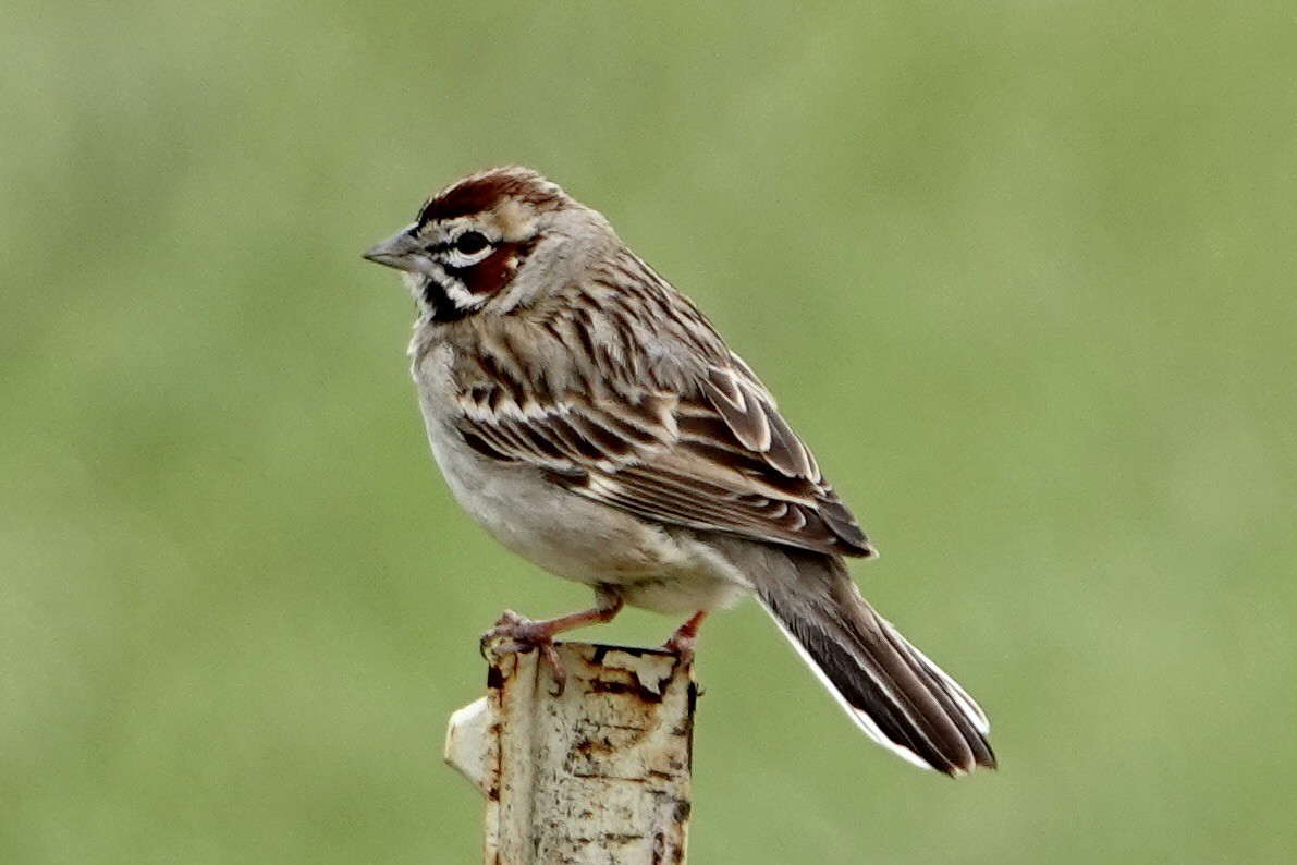 Lark Sparrow - Alena Capek