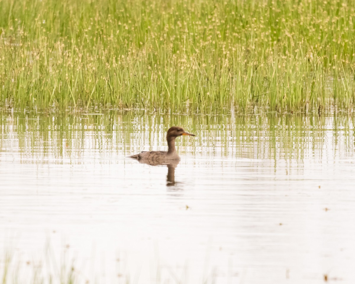 Red-breasted Merganser - ML618378085