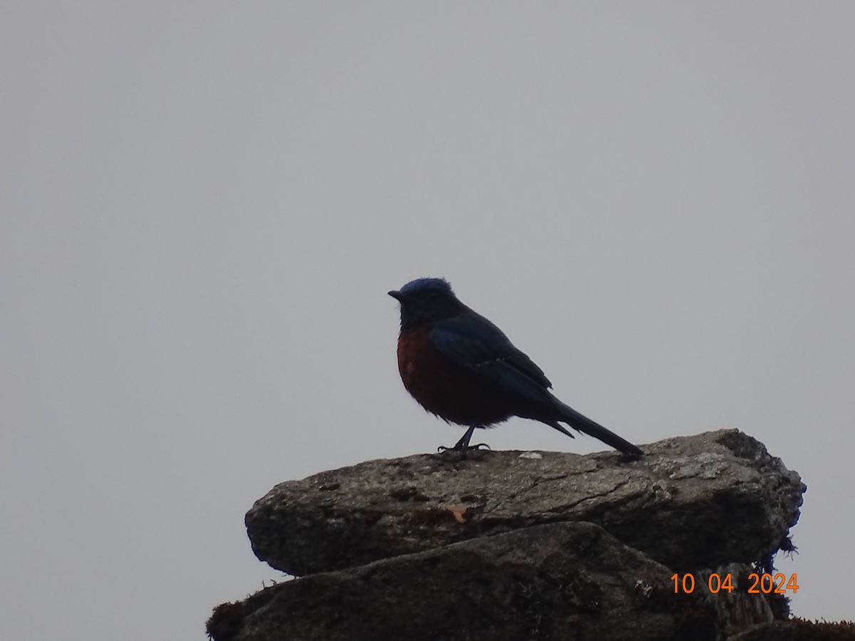 Chestnut-bellied Rock-Thrush - ML618378086