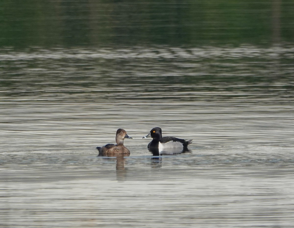 Ring-necked Duck - ML618378091