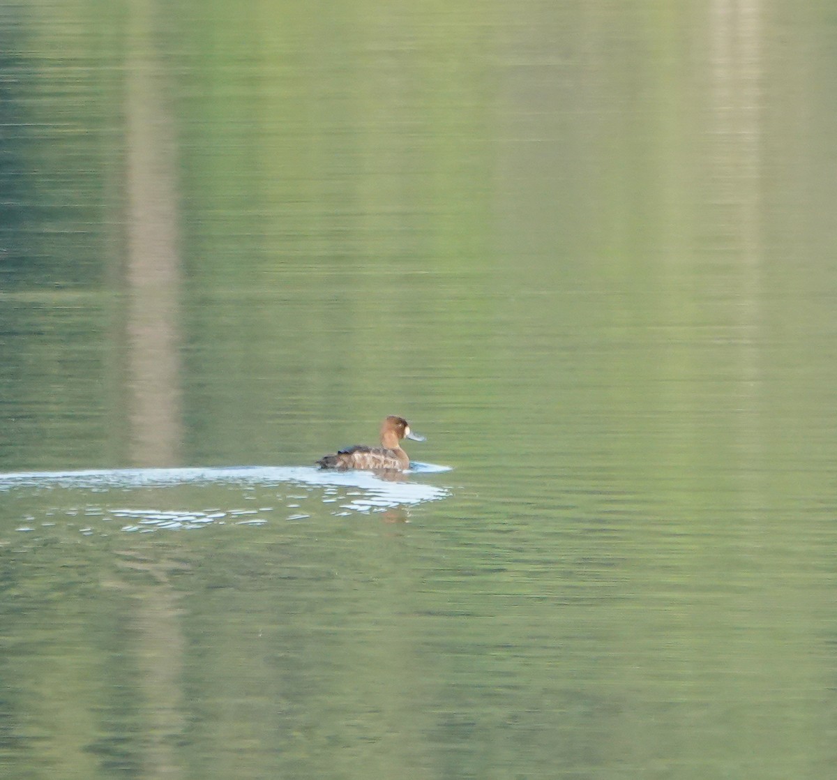 Lesser Scaup - Dave Hart