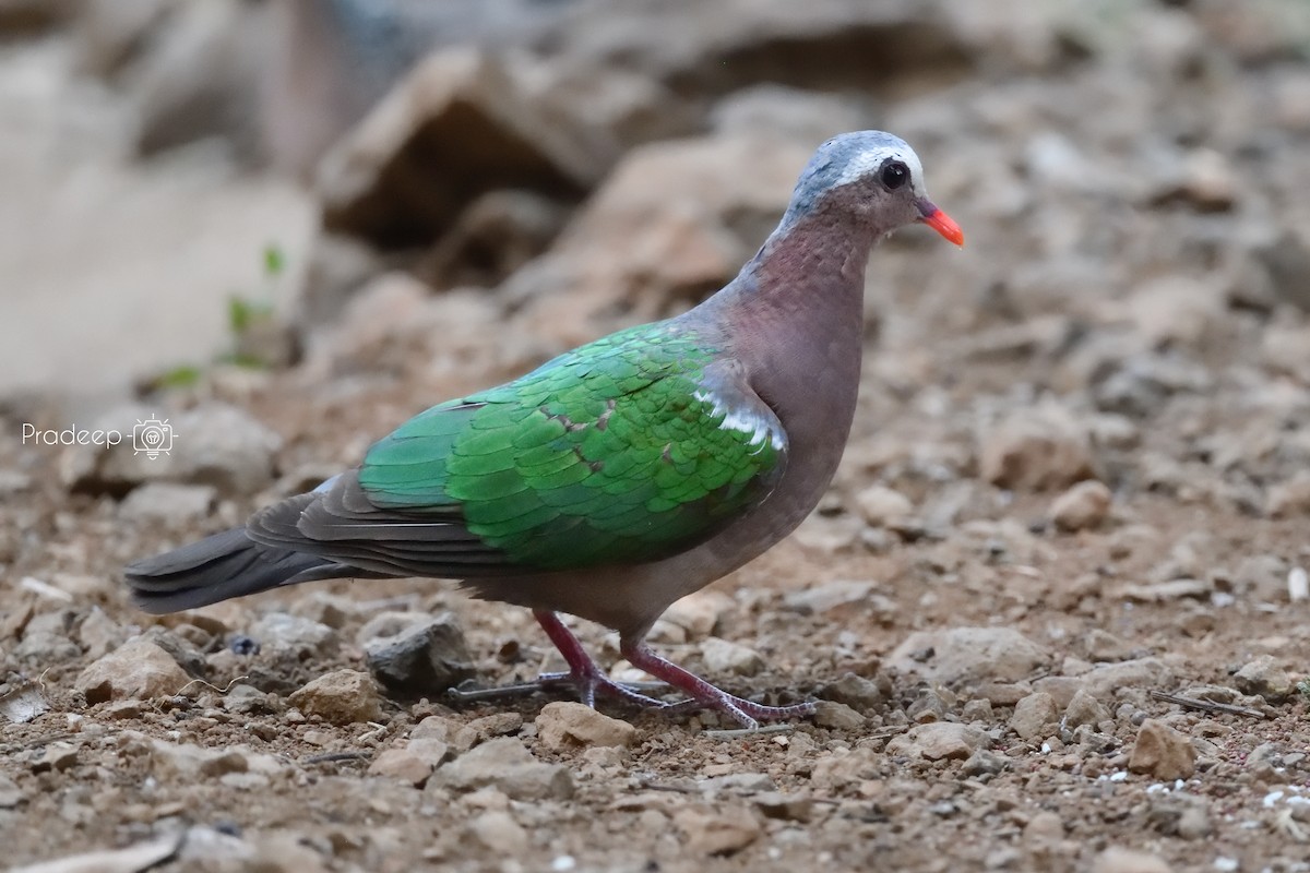 Asian Emerald Dove - ML618378099