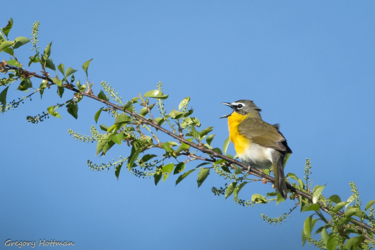 Yellow-breasted Chat - Greg Hottman