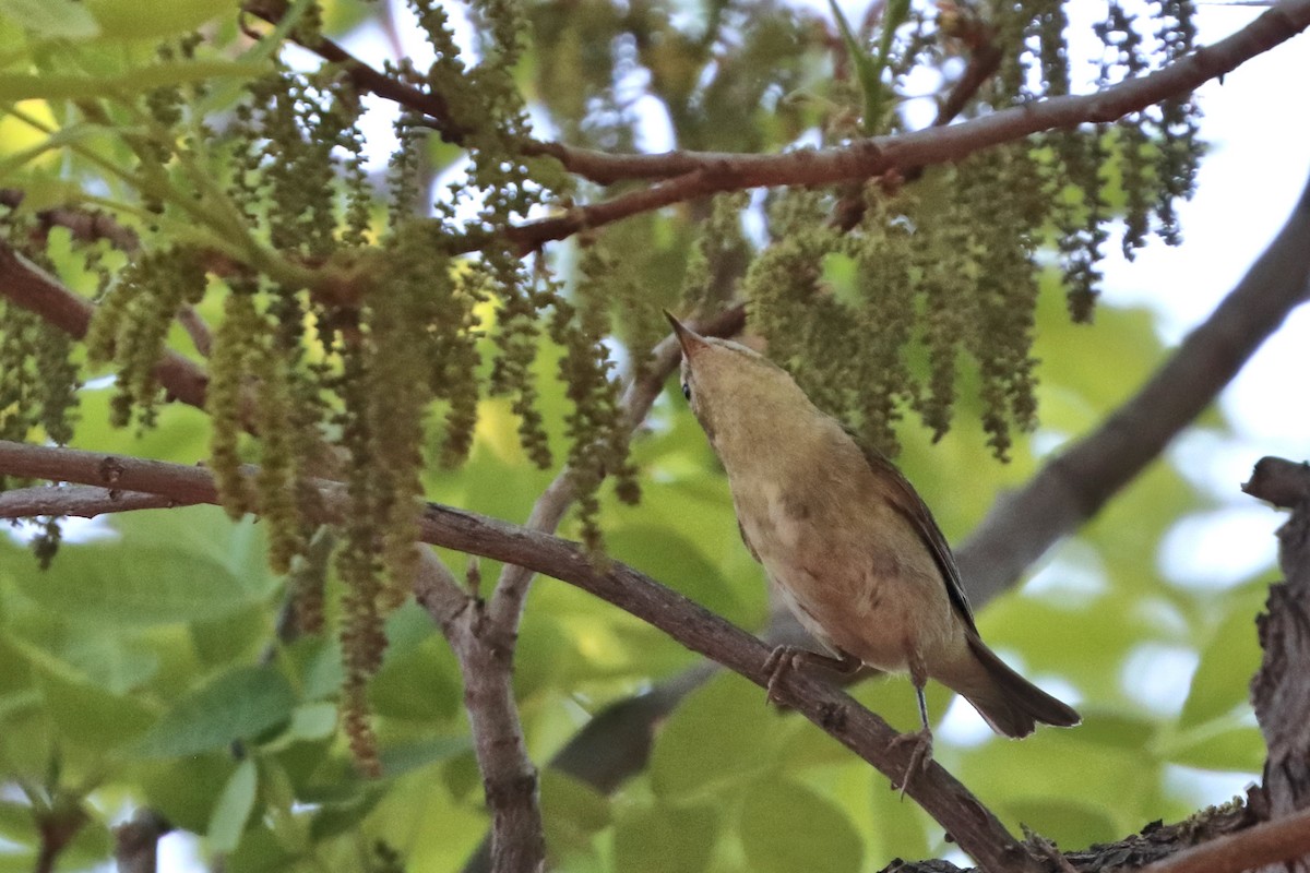 Tennessee Warbler - ML618378183