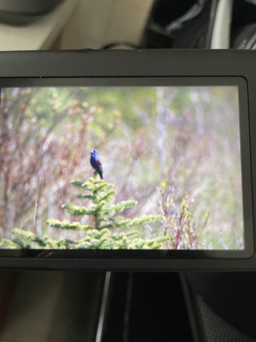 Blue Grosbeak - ML618378196