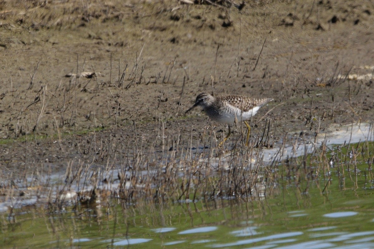 Wood Sandpiper - ML618378216