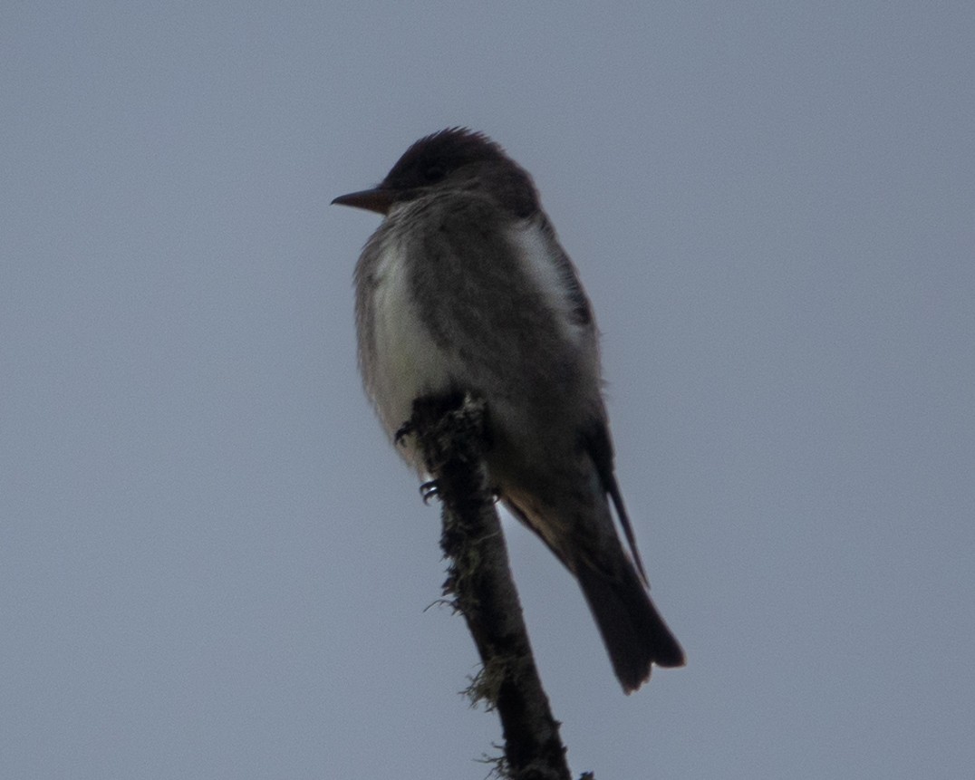 Olive-sided Flycatcher - ML618378232