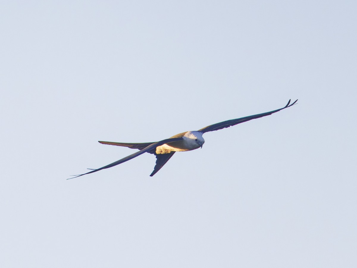 Swallow-tailed Kite - ML618378244