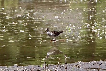 Lesser Yellowlegs - Liz Basler