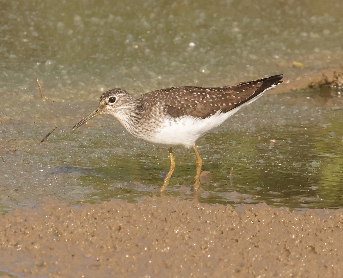 Solitary Sandpiper - ML618378252