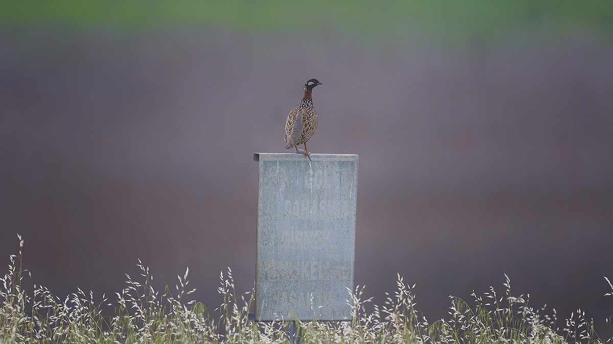 Black Francolin - Engin BIYIKOĞLU