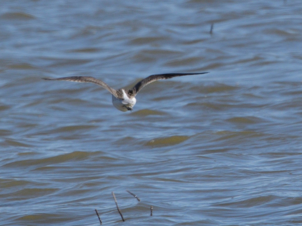 Common Greenshank - Andrés Turrado Ubón