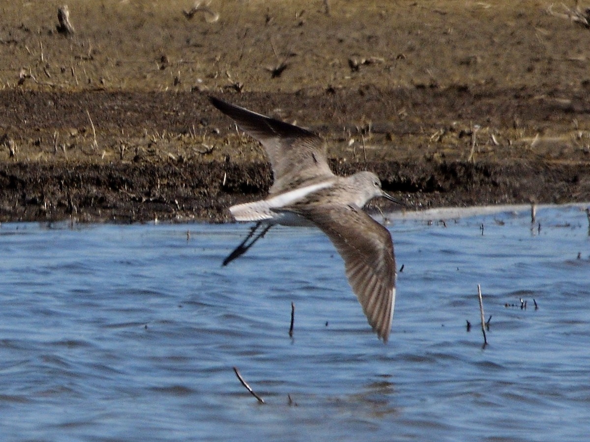 Common Greenshank - Andrés Turrado Ubón