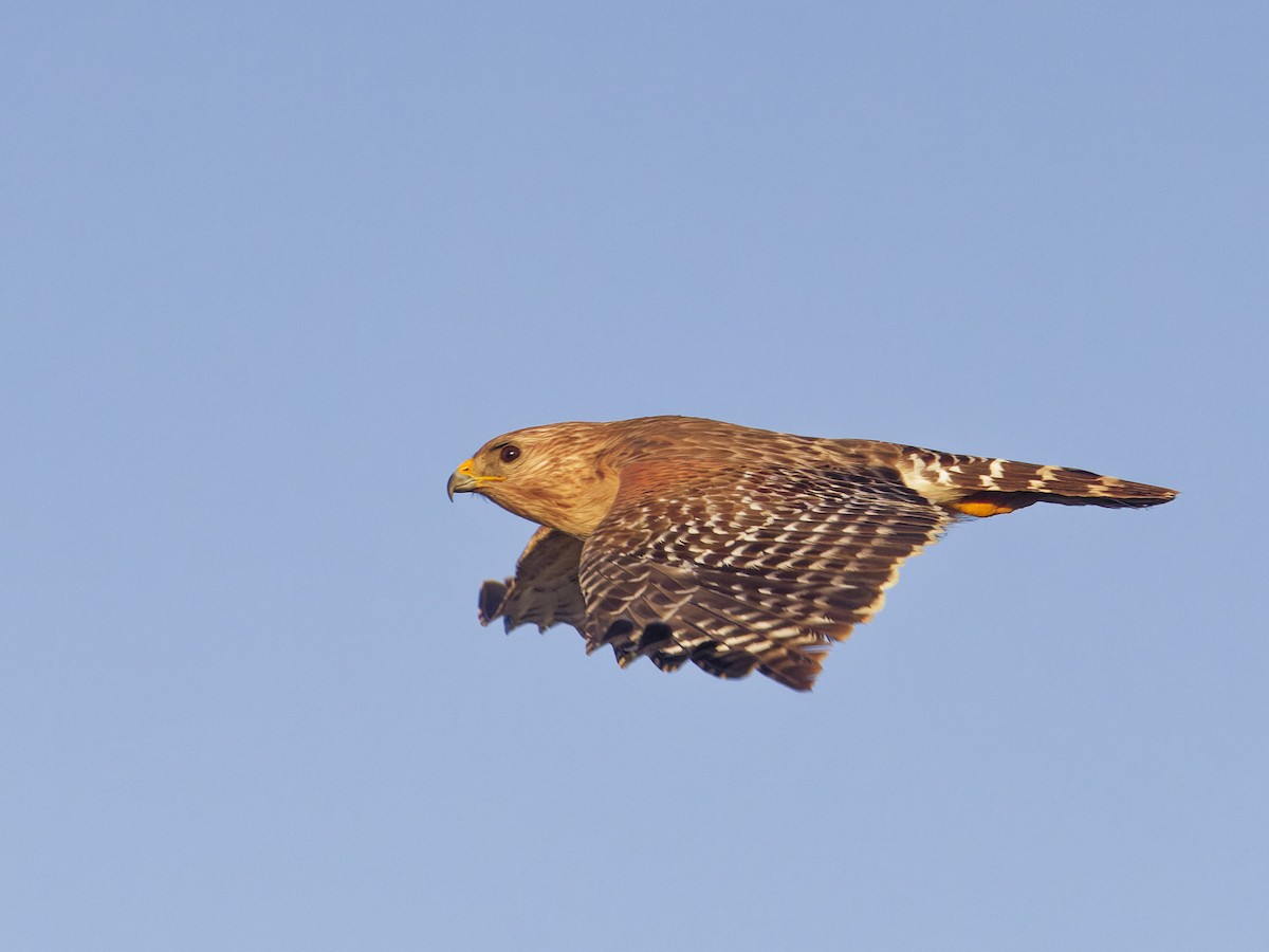 Red-shouldered Hawk - ML618378291