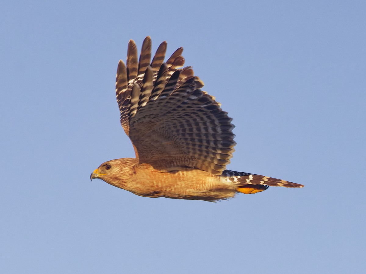 Red-shouldered Hawk - ML618378292