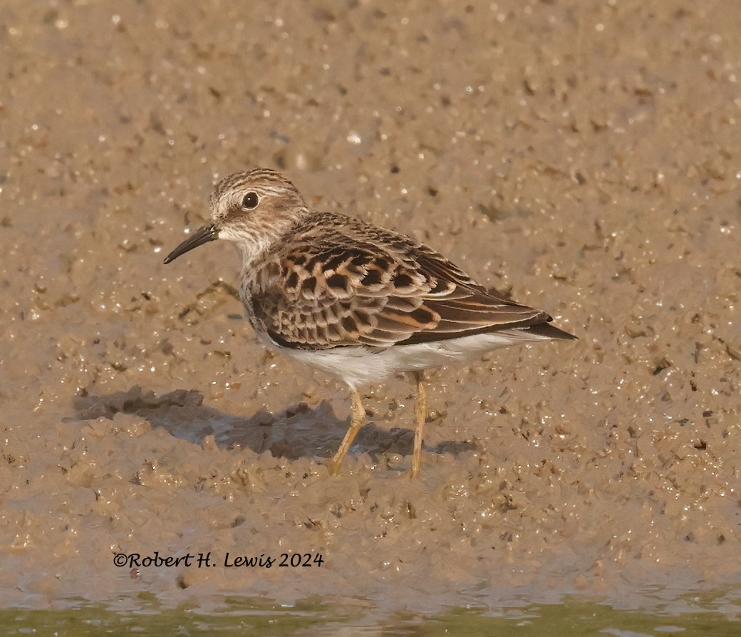 Least Sandpiper - Robert Lewis