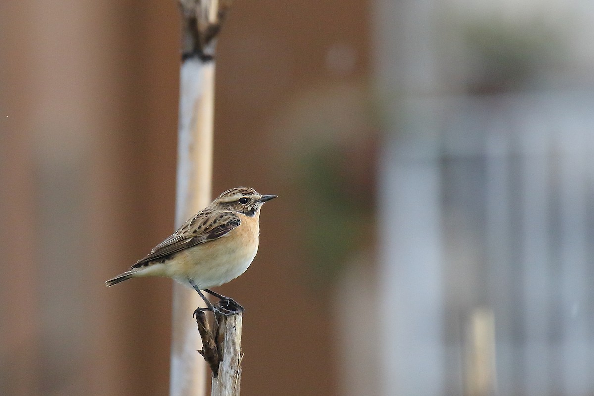 Whinchat - Mattia Prella