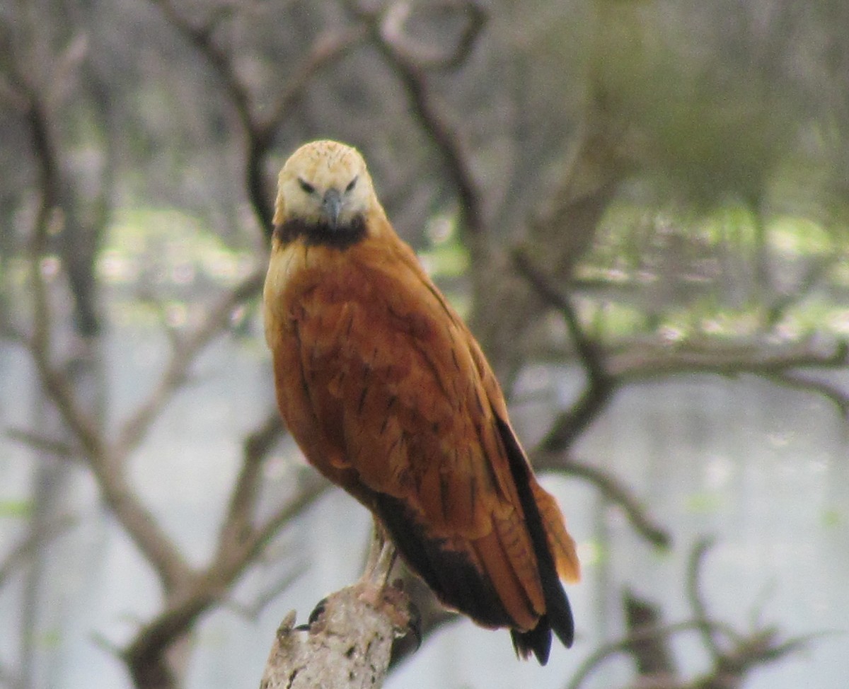 Black-collared Hawk - ML618378328