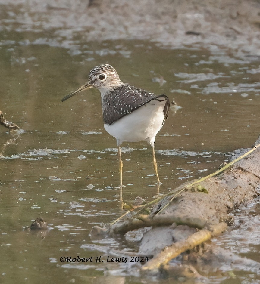 Solitary Sandpiper - ML618378341