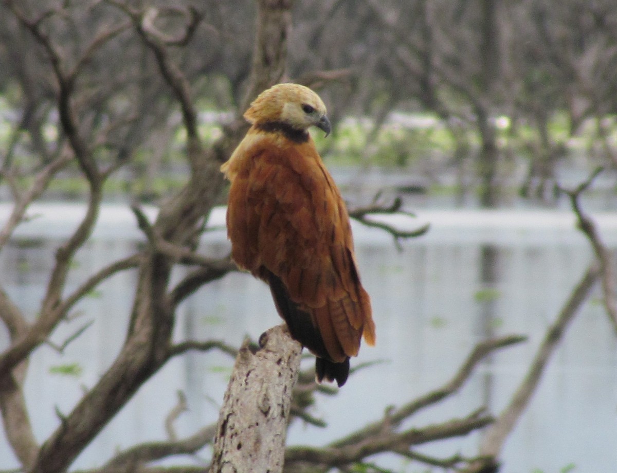 Black-collared Hawk - ML618378352