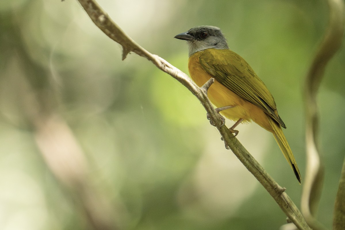 Gray-headed Tanager - ML618378366