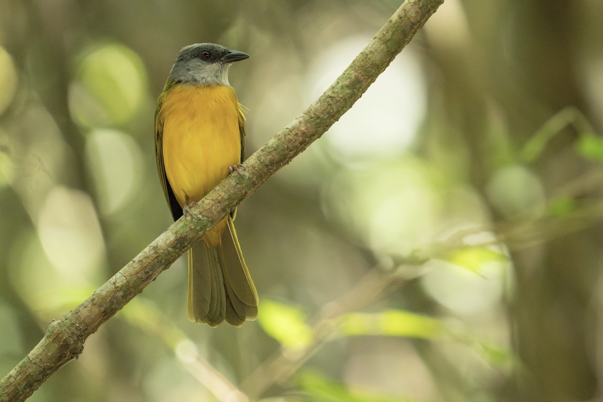 Gray-headed Tanager - Jaro Schacht