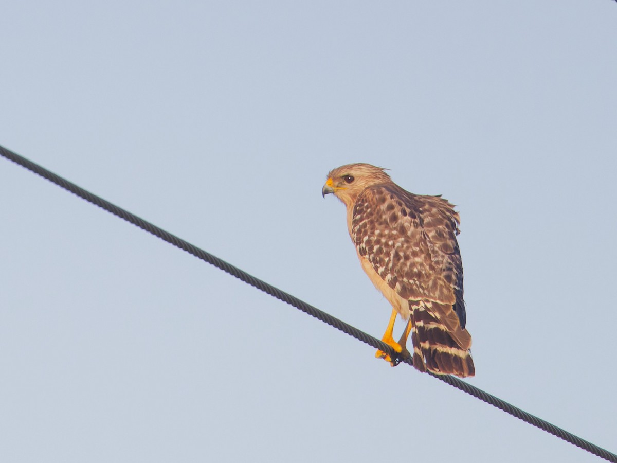 Red-shouldered Hawk - ML618378368