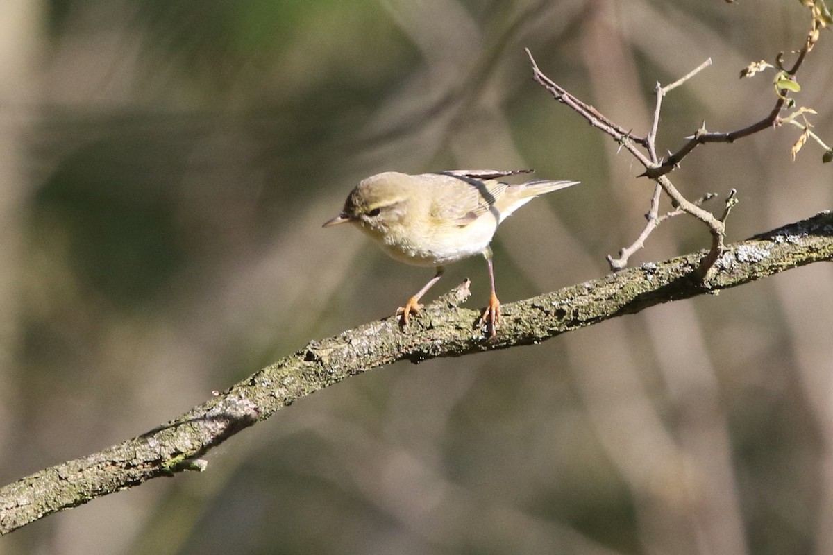 Willow Warbler - ML618378388