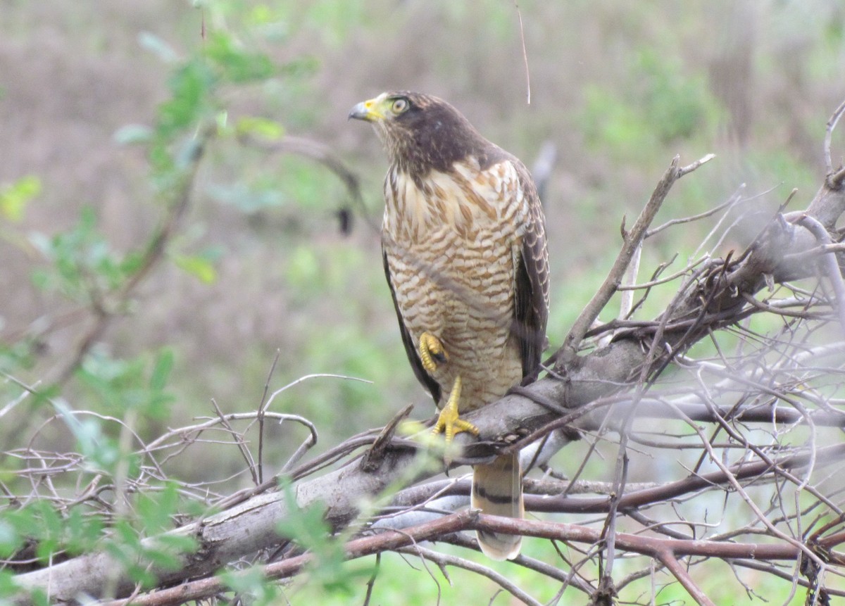 Roadside Hawk - cynthia arenas