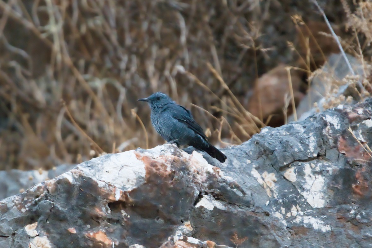 Blue Rock-Thrush - ML618378475