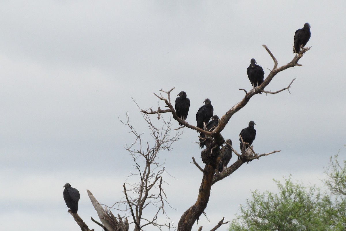 Black Vulture - ML618378489