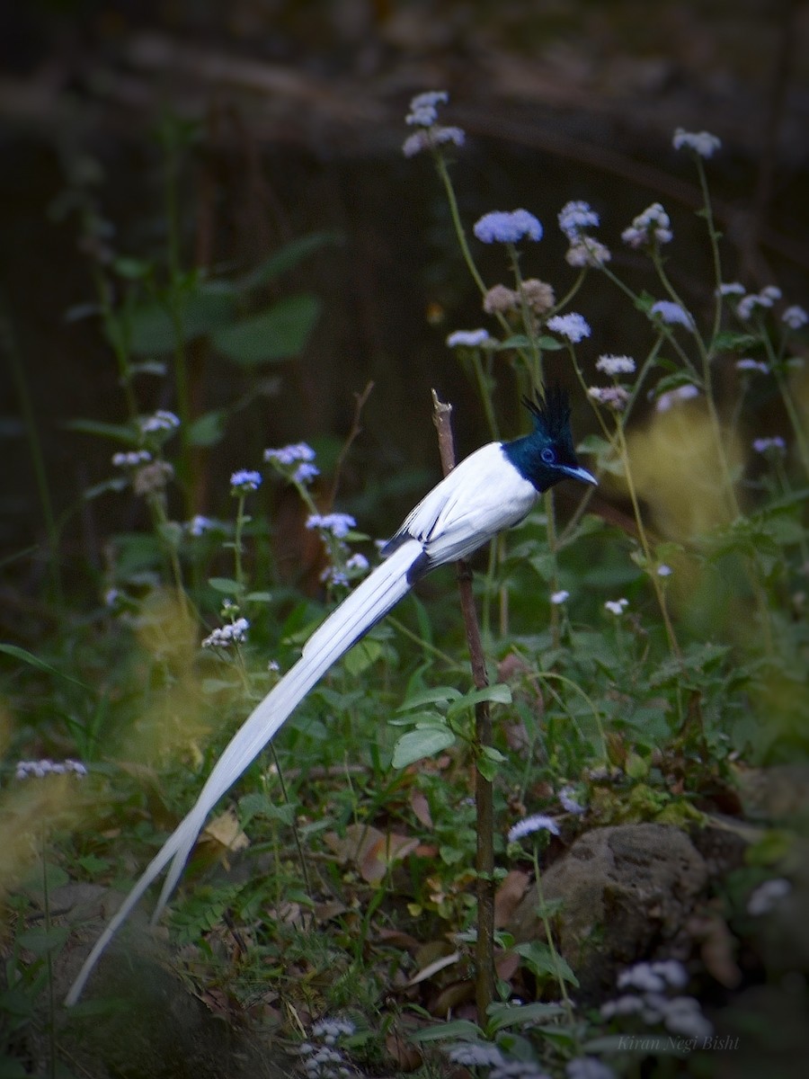 Indian Paradise-Flycatcher - ML618378491