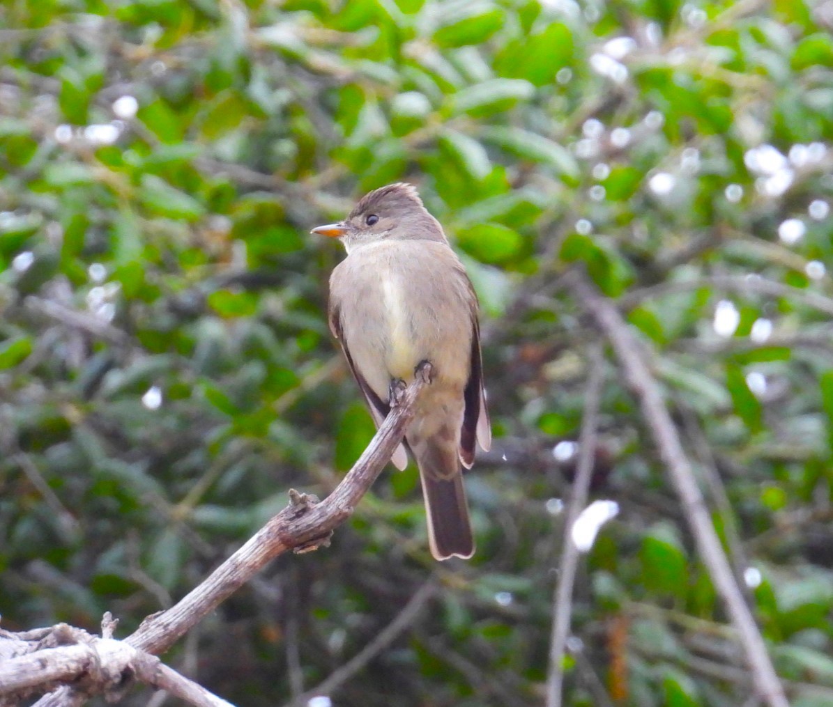 Western Wood-Pewee - ML618378501