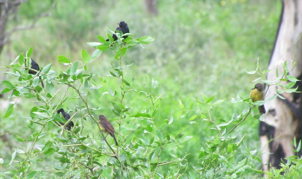 Unicolored Blackbird - ML618378520